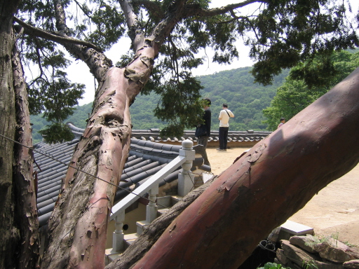 살아서 천년, 죽어서 천년. 붉은 빛을 띤다하여 주목이라 했던가. 수종사를 찾은 지 십년만에 발견했다. 